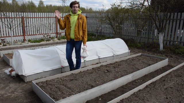 Посадка лука рассадным способом и севком: как получить крупные луковицы? Посадка лука рассадным способом и севком: как получить крупные луковицы?