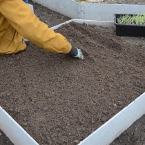 Приготовьте грядку по тому же принципу, что и для высадки лука-севка Приготовьте грядку по тому же принципу, что и для высадки лука-севка
