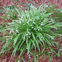 Лук странный (Allium paradoxum) Лук странный (Allium paradoxum)