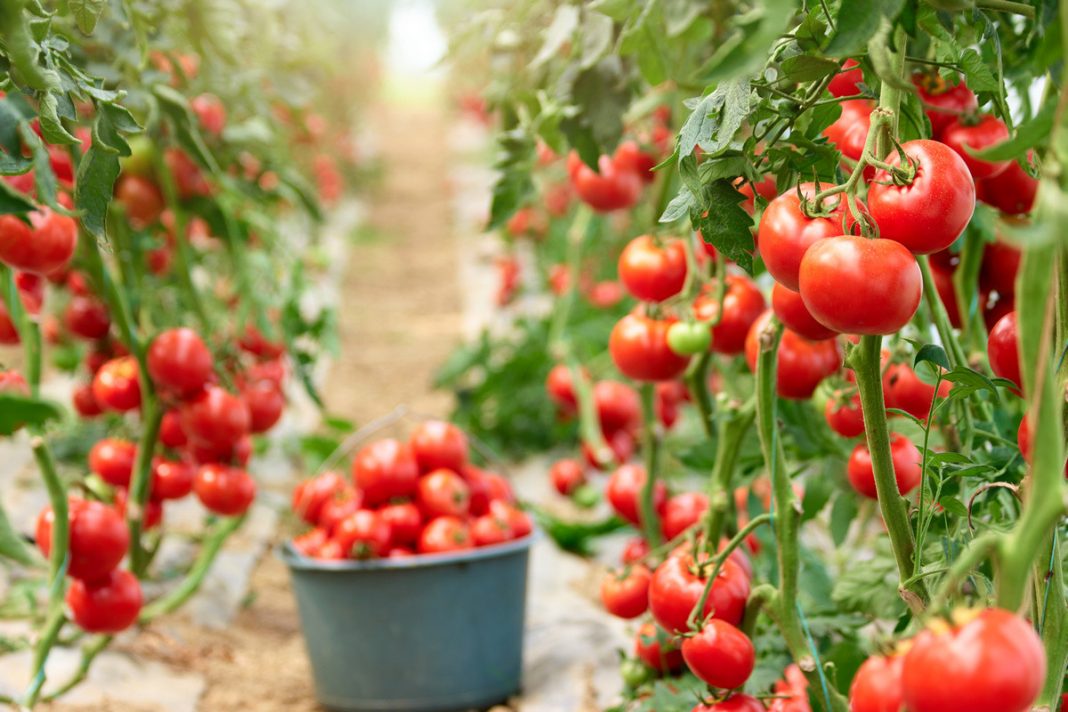 томаты для теплицы в забайкалье