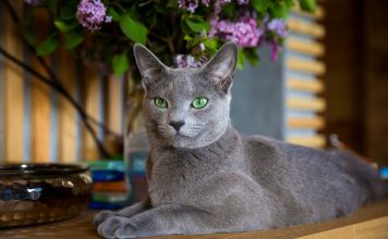 10 самых известных аборигенных пород кошек России