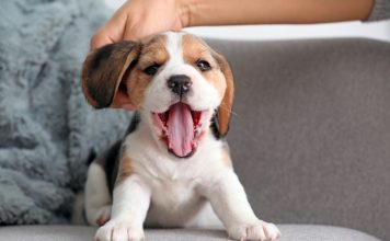 12 вещей, которым нужно научить щенка в первую очередь