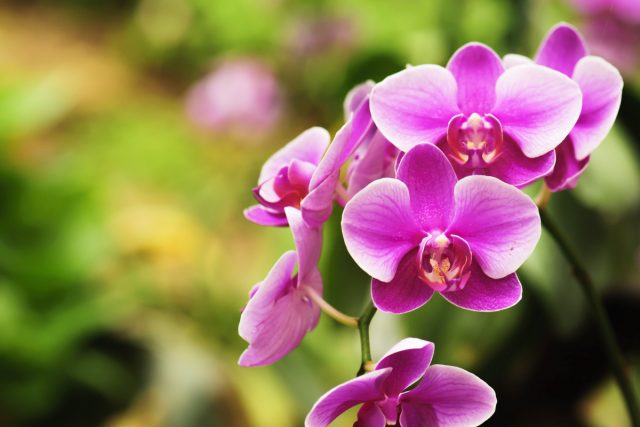 Какой должен быть грунт для орхидей?
