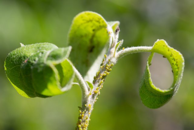 Как защитить растения от вредителей безопасно для себя? 