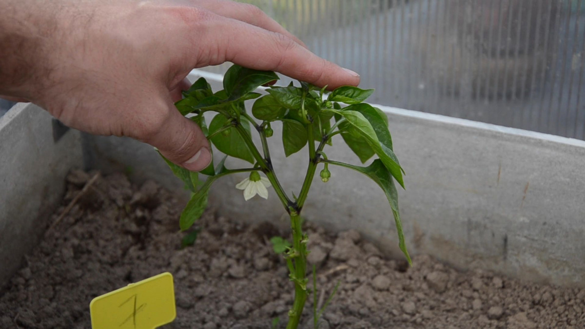 Формирование перца: как пасынкование и срез листьев влияет на урожай?