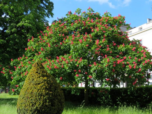 Конский каштан «Бриоти» (Aesculus carnea 'Briotii') Конский каштан «Бриоти» (Aesculus carnea 'Briotii')
