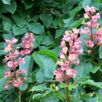 Конский каштан «Маргината» (Aesculus carnea 'Marginata') Конский каштан «Маргината» (Aesculus carnea 'Marginata')