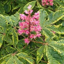 Конский каштан «Ауреомаргината» (Aesculus carnea 'Aureomarginata') Конский каштан «Ауреомаргината» (Aesculus carnea 'Aureomarginata')