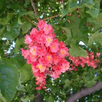 Конский каштан «Форт МакНайр» (Aesculus carnea 'Fort McNair') Конский каштан «Форт МакНайр» (Aesculus carnea 'Fort McNair')