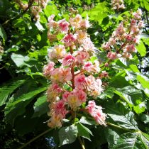 Конский каштан «Плантиренсис» (Aesculus carnea 'Plantierensis') Конский каштан «Плантиренсис» (Aesculus carnea 'Plantierensis')