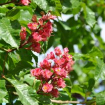 Конский каштан «Бриоти» (Aesculus carnea 'Briotii') Конский каштан «Бриоти» (Aesculus carnea 'Briotii')