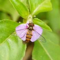 Муха-журчалка (Syrphidae) Муха-журчалка (Syrphidae)