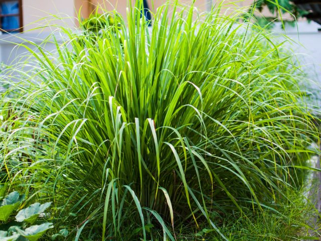 Западно-индийское лимонное сорго (Cymbopogon citratus) Западно-индийское лимонное сорго (Cymbopogon citratus)