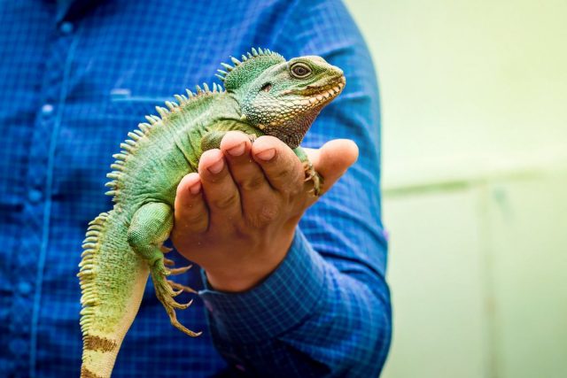 Игуана обыкновенная (Iguana iguana) Игуана обыкновенная (Iguana iguana)