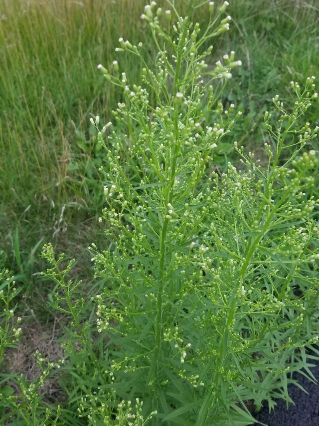 Мелколепестник канадский (Erigeron canadensis) Мелколепестник канадский (Erigeron canadensis)
