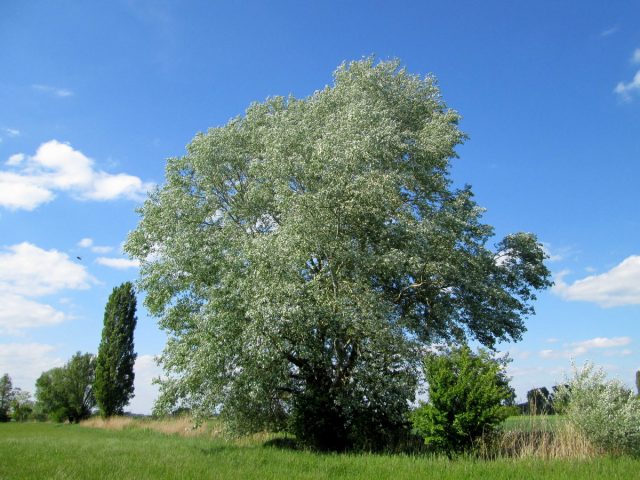 Тополь белый (Populus alba) Тополь белый (Populus alba)