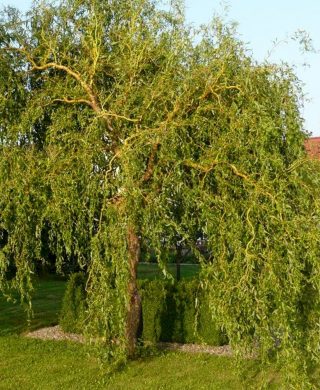 Ива Матсудана эритрофлексуоза (Salix matsudana var. erythroflexuosa)