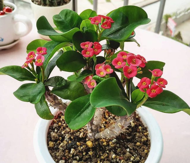 Молочай Миля (Euphorbia milii) Молочай Миля (Euphorbia milii)