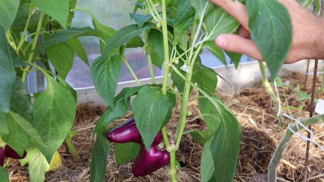 Продолжаем формировать перец: какие пасынки, завязи и листья удалять Продолжаем формировать перец: какие пасынки, завязи и листья удалять