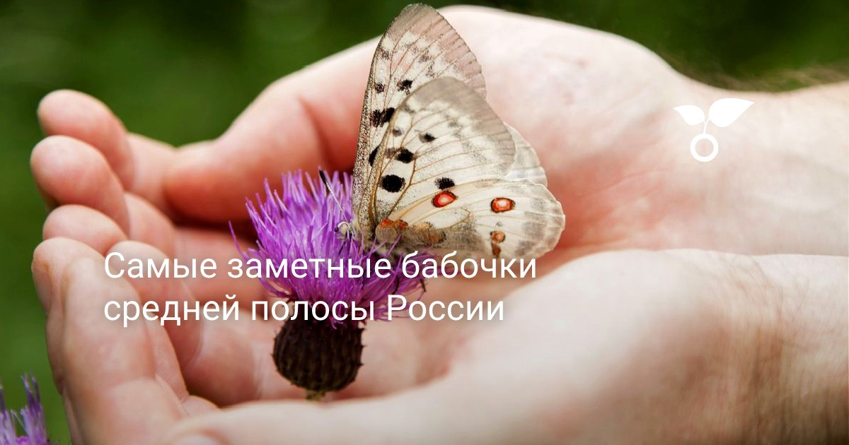 Бабочки И Их Гусеницы России Фото