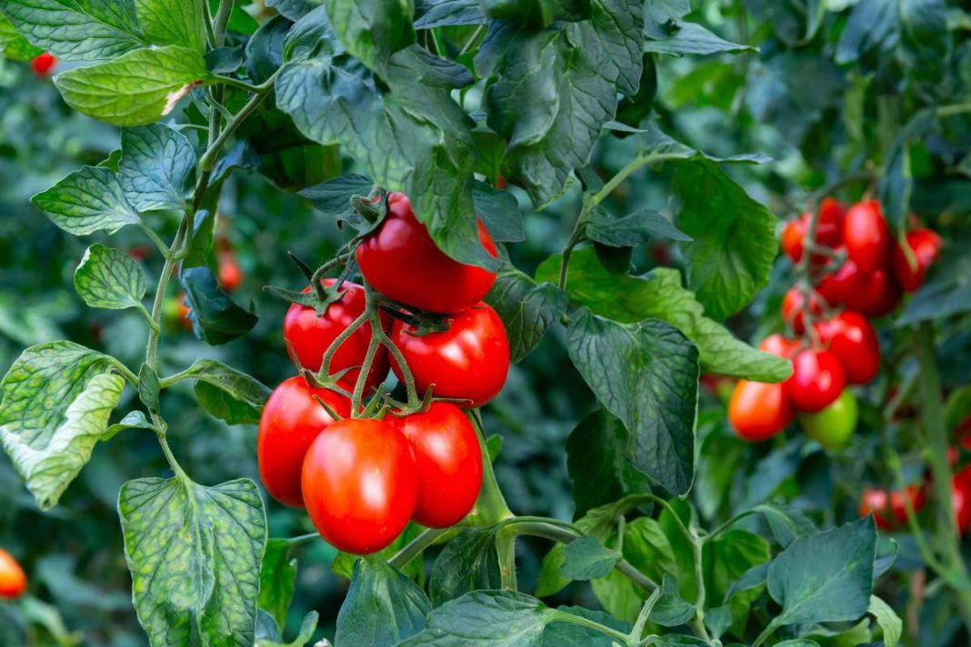 Сорт томатов татьяна с фото и описанием