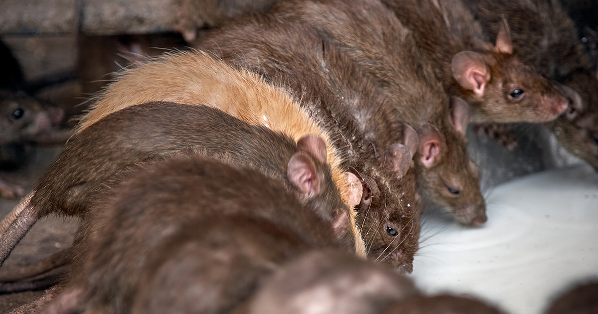 Крысы Фото Домашних Условиях