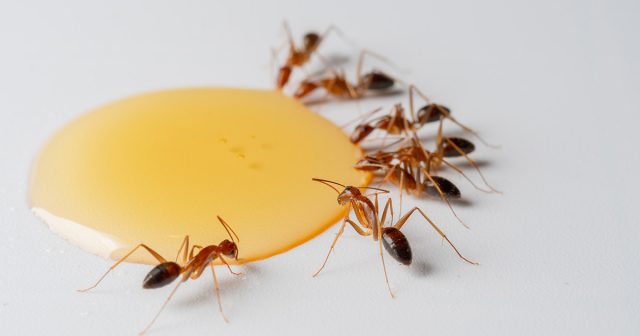 Las hormigas vendrán a darse un festín con un dulce cebo. Las hormigas vendrán a darse un festín con un dulce cebo.