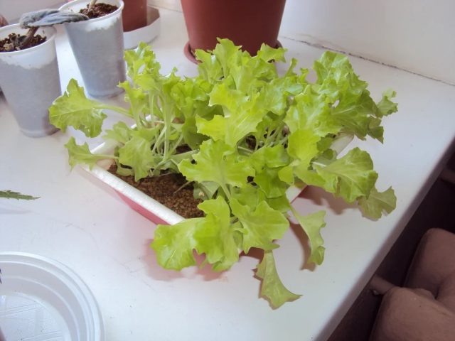Ensalada creciente Ensalada creciente