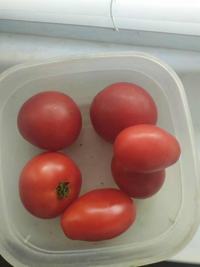 Комнатные помидорки стали зеленым и вкусным чудом среди овощей Комнатные помидорки стали зеленым и вкусным чудом среди овощей