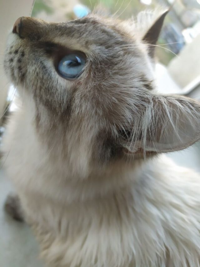 Кошка Муня Кошка Муня