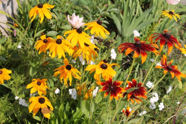 Rudbeckia floreciente en verano Rudbeckia floreciente en verano