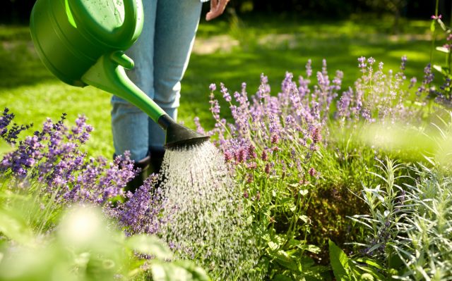 El riego oportuno es la clave para la salud de las plantas El riego oportuno es la clave para la salud de las plantas