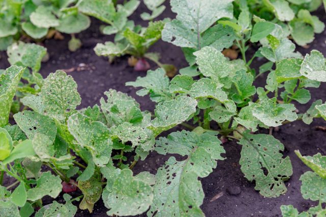 Pulgas crucíferas: formas efectivas de combatir Pulgas crucíferas: formas efectivas de combatir