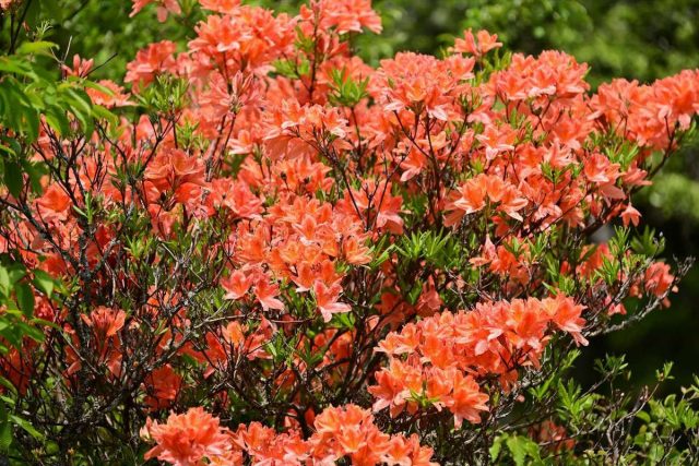 Rododendros de hoja caduca: especies y variedades resistentes al invierno, experiencia de cultivo Rododendros de hoja caduca: especies y variedades resistentes al invierno, experiencia de cultivo
