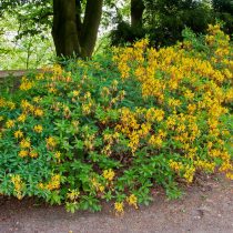 Rododendro amarillo (Rhododendron luteum) Rododendro amarillo (Rhododendron luteum)