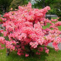 Azalea japonesa (Rhododendron japonicum) Azalea japonesa (Rhododendron japonicum)