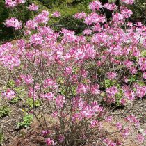 Rhododendron vaseyi Rhododendron vaseyi