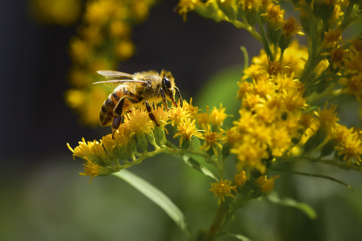 Пчелы на высадку. Позднелетние медоносы. Желтый медонос. Дикий подсолнух медонос.