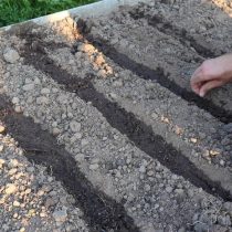 Сделайте борозды для посева. Хорошо пролейте борозды, а затем высадите семена. Сделайте борозды для посева. Хорошо пролейте борозды, а затем высадите семена.
