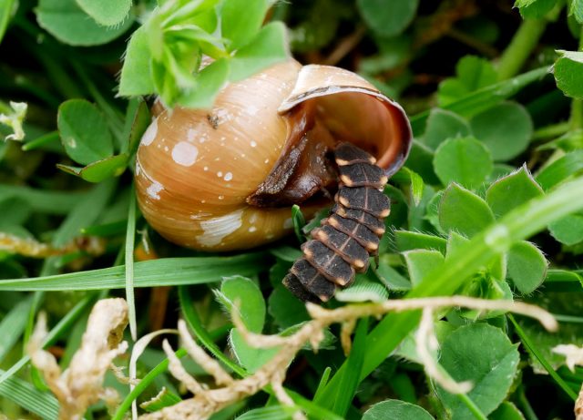 Las larvas de luciérnagas eligen los moluscos como alimento preferido. Las larvas de luciérnagas eligen los moluscos como alimento preferido.
