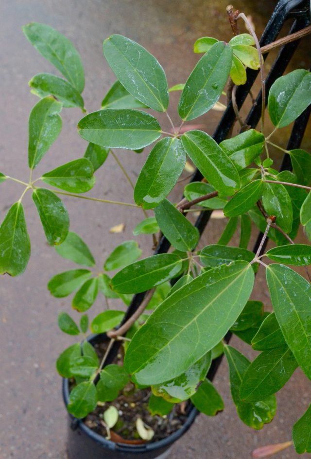Акебия пятерная (Akebia quinata)