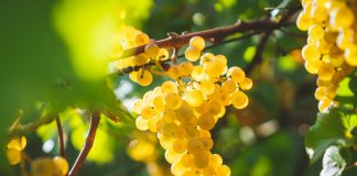 Виноград — секреты здорового урожая