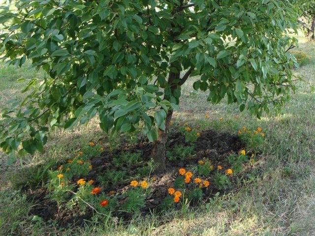 Вокруг яблонь и груш я сажаю календулу и бархатцы, они отпугивают вредителей Вокруг яблонь и груш я сажаю календулу и бархатцы, они отпугивают вредителей