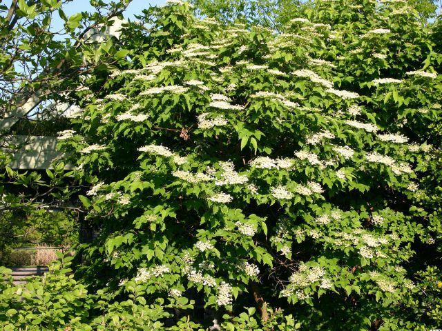 kalina obyiknovennaya gde posadit i kak vyirashhivat 02 где лучше посадить калину на даче