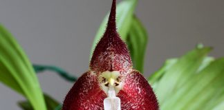Орхидея дракула — особенная во всём