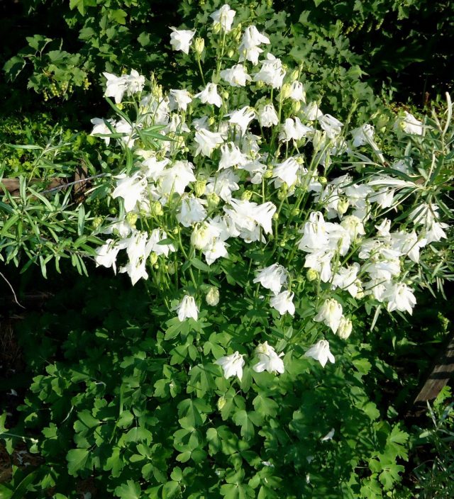 Аквилегия гибрид (Aquilegia hybrida) Аквилегия гибрид (Aquilegia hybrida)