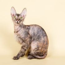 Кошка Украинский левкой Кошка Украинский левкой