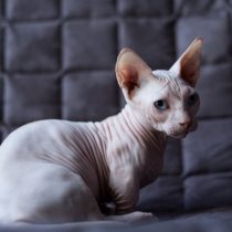 Кошка Бамбино Кошка Бамбино