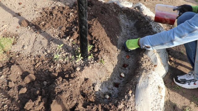 Как высадить луковицы тюльпана? Как высадить луковицы тюльпана?