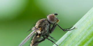 Луковая муха — народные способы борьбы